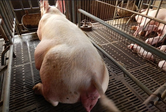 临产母猪饲养管理方法